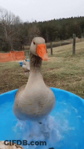 A Duck Is Swimming In A Small Pool Of Water GIF