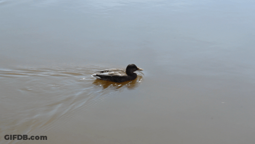 A Duck Is Swimming In The Water With Its Beak Open GIF