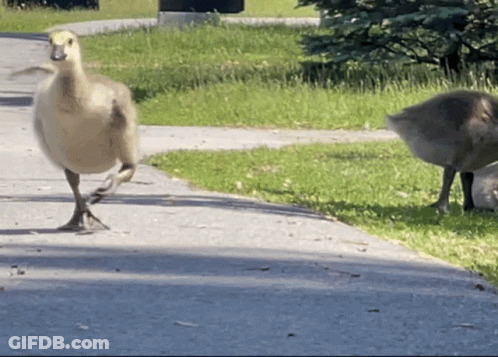 A Duck Is Walking Down A Sidewalk While Another Duck Looks On GIF