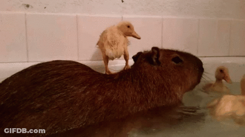 A Duck Standing On Top Of A Beaver In A Bathtub GIF