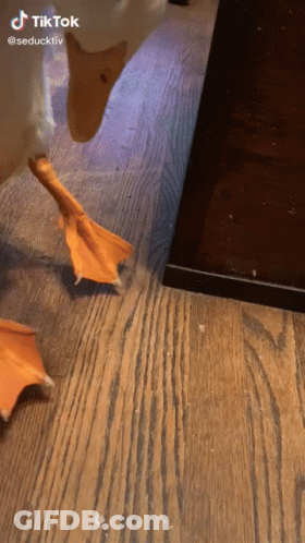 A Duck Walking On A Wooden Floor With A Tiktok Watermark On The Bottom GIF