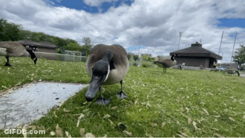 A Duck With A Long Beak Is Standing In A Grassy Field GIF