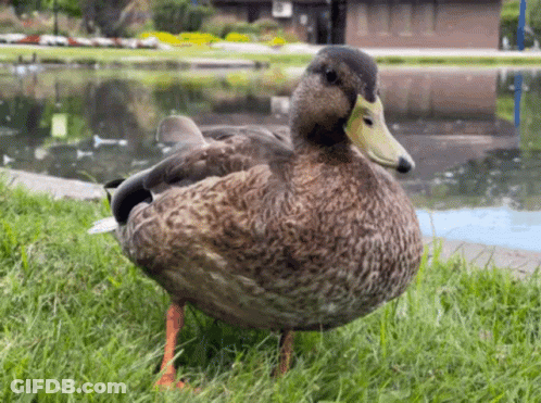 A Duck With A Yellow Beak Is Standing In The Grass Near A Pond GIF