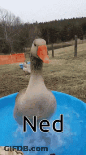 A Duck With An Orange Beak Is Swimming In A Blue Pool With The Word Ned Written On It GIF