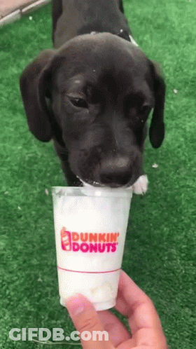 A Dunkin ' Donuts Cup Is Being Held By A Dog GIF