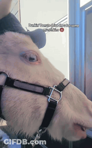 A Dunkin ' Donuts Drive Thru For Some Munchkins Advertisement GIF