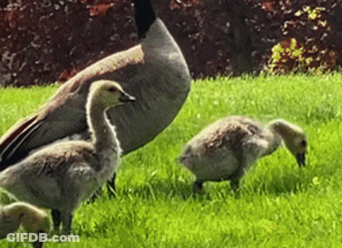 A Family Of Ducks Standing In A Grassy Field GIF
