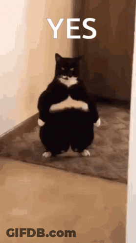 A Fat Black And White Cat Is Standing In Front Of A Mirror With The Word Yes Written Above It GIF