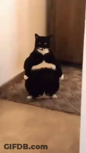 A Fat Black And White Cat Is Standing On Its Hind Legs In A Hallway . GIF