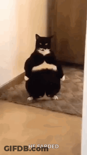 A Fat Black And White Cat Is Standing On Its Hind Legs In A Room . GIF