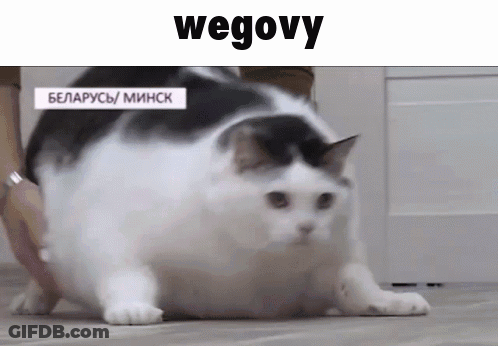 A Fat Black And White Cat Is Walking On The Floor . GIF