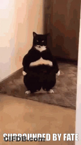 A Fat Black And White Cat Standing In A Hallway With The Words Surrounded By Fate Below It GIF