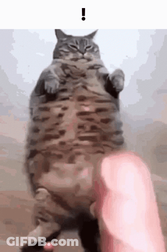 A Fat Cat Is Being Held By A Person . GIF