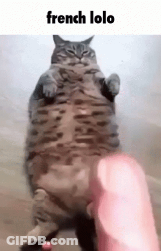 A Fat Cat Is Being Held By A Person 'S Hand . GIF