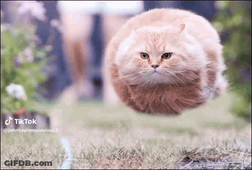 A Fat Cat Is Flying Through The Air In A Field . GIF