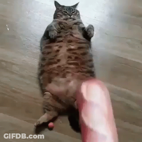A Fat Cat Is Laying On Its Back On A Wooden Floor And Playing With A Toy . GIF