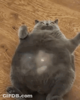 A Fat Cat Is Laying On Its Back On The Floor . GIF