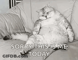 A Fat Cat Is Sitting On A Couch . GIF