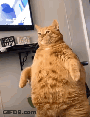 A Fat Cat Is Standing In Front Of A Tv With A Sign That Says I Love You Mom GIF