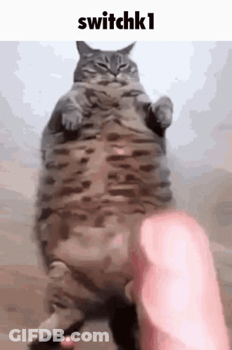 A Fat Cat Is Standing On Its Hind Legs And Being Held By A Person 'S Hand . GIF