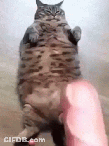 A Fat Cat Is Standing On Its Hind Legs And Being Petted By A Person . GIF