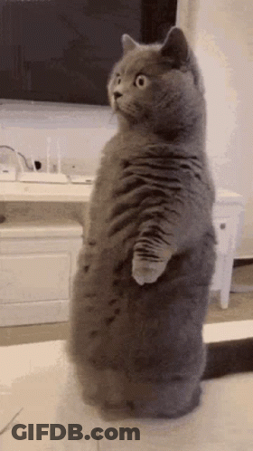 A Fat Gray Cat Is Standing On Its Hind Legs On A Table . GIF
