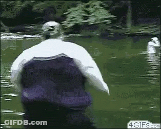 A Fat Man Is Jumping Into A Pond With A Swan . GIF