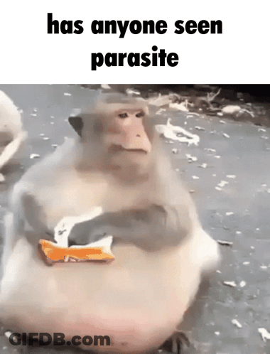 A Fat Monkey Is Sitting On The Ground Eating A Candy Bar . GIF
