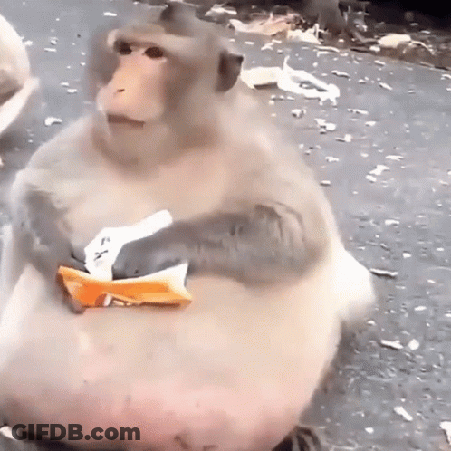 A Fat Monkey Is Sitting On The Ground Holding A Bag Of Food . GIF
