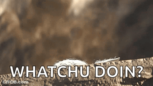A Feather Is Laying On A Rock With The Words Whatchu Doin Written Below It GIF