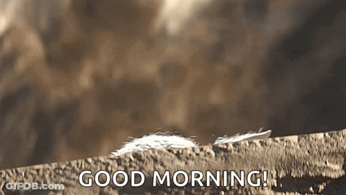 A Feather On A Rock With The Words Good Morning In The Background GIF