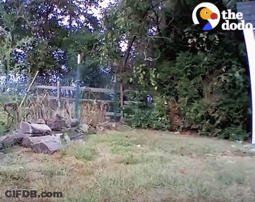 A Fenced In Area With A Sign That Says The Dodo On It GIF