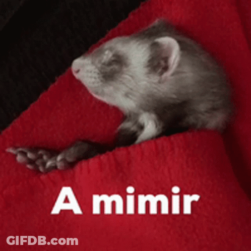 A Ferret Is Laying On A Red Blanket With The Words A Mimir Written Below It GIF