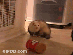 A Ferret Is Playing With A Can That Says ' Coca Cola ' On It GIF