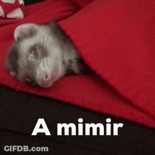 A Ferret Is Sleeping Under A Red Blanket With The Words A Mimir Written Above It GIF
