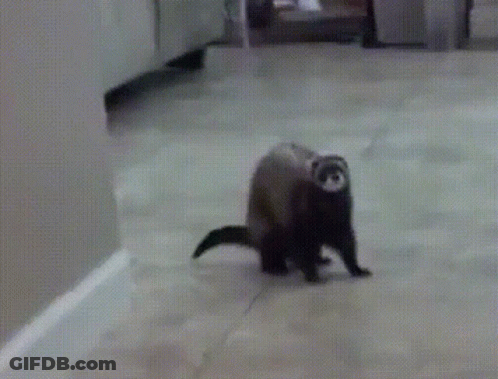 A Ferret Walking On A Tiled Floor In A Kitchen GIF