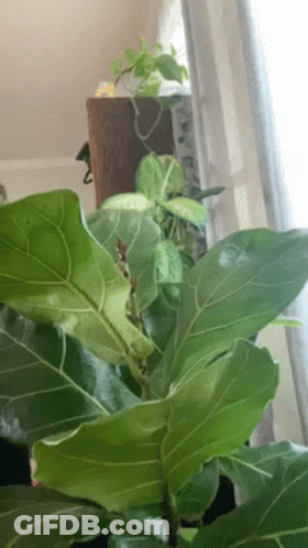 A Fiddle Leaf Fig Plant With Lots Of Green Leaves GIF