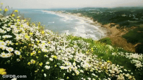 A Field Of Daisies On A Hillside Overlooking The Ocean GIF