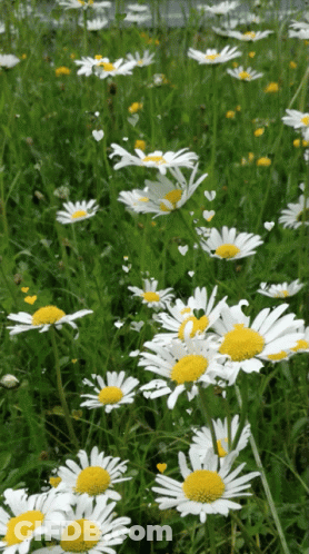 A Field Of Daisies With A Yellow Center And White Petals GIF