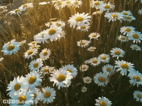 A Field Of Daisies With The Sun Shining Through The Grass GIF