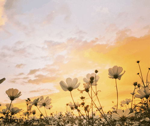 A Field Of Flowers With The Words Good Morning My Honey Have A Great Day My Love On It GIF