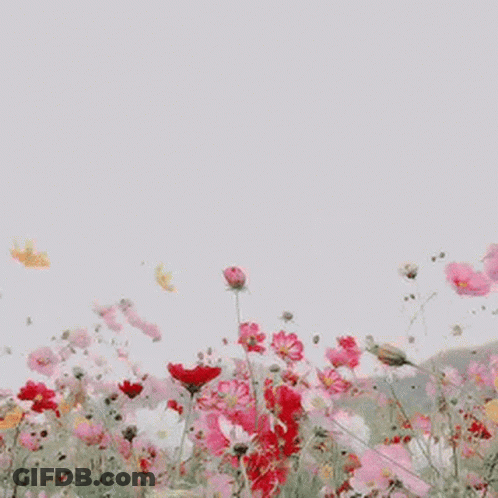 A Field Of Pink And Red Flowers With A White Sky In The Background . GIF