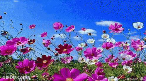 A Field Of Pink And White Flowers With A Blue Sky And Clouds In The Background GIF
