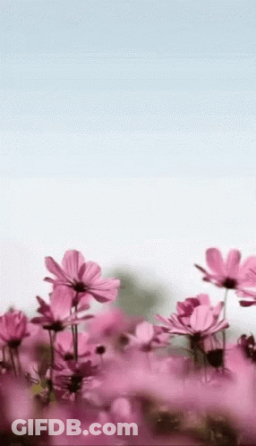 A Field Of Pink Flowers Against A Blue Sky With A White Background . GIF