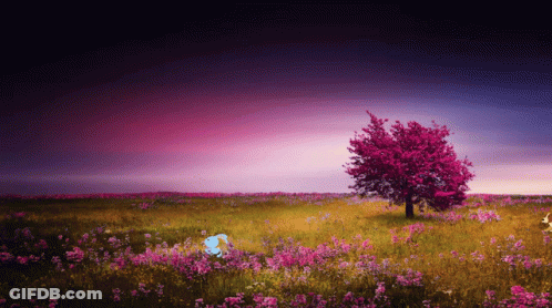 A Field Of Pink Flowers With A Tree In The Background GIF