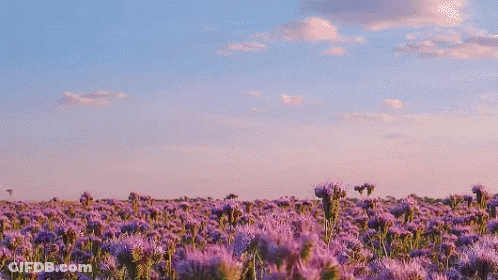 A Field Of Purple Flowers Against A Blue Sky GIF