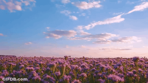 A Field Of Purple Flowers Against A Blue Sky GIF