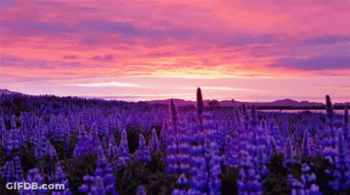 A Field Of Purple Flowers With A Pink And Purple Sunset In The Background GIF