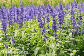A Field Of Purple Flowers With Green Leaves In A Garden . GIF