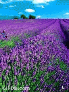 A Field Of Purple Flowers With The Letter L On The Bottom Left GIF